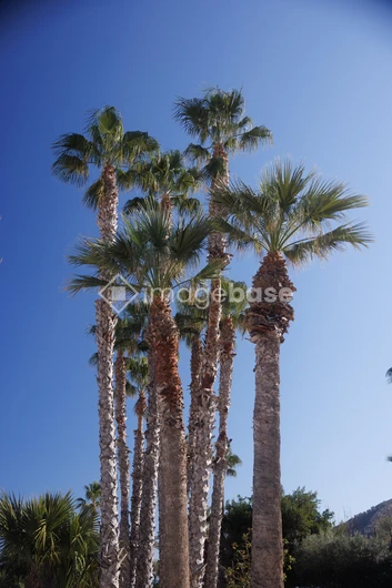 Tall Palm Trees Against Blue Sky