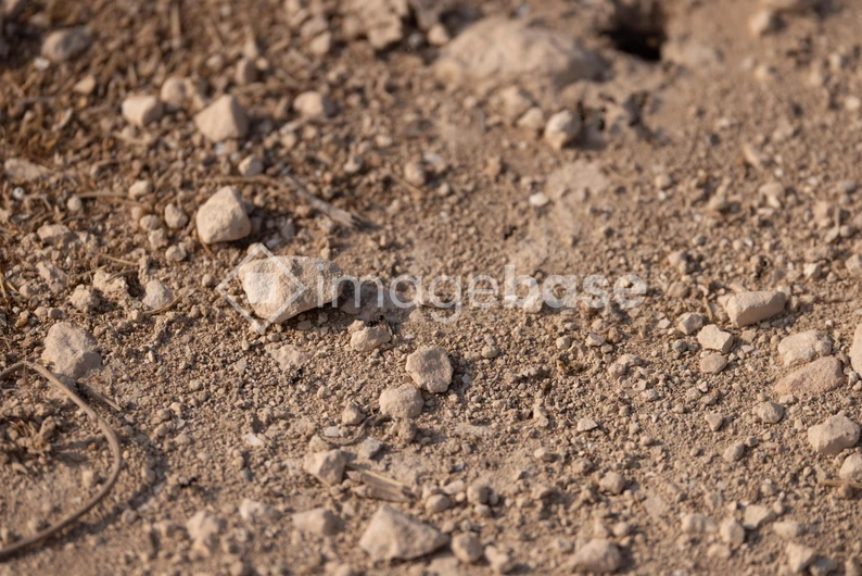 Rugged Earth Texture
