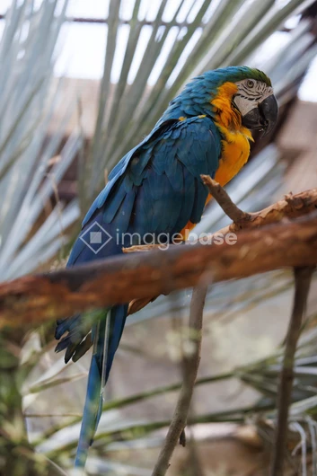 Colorful Parrot on a Branch