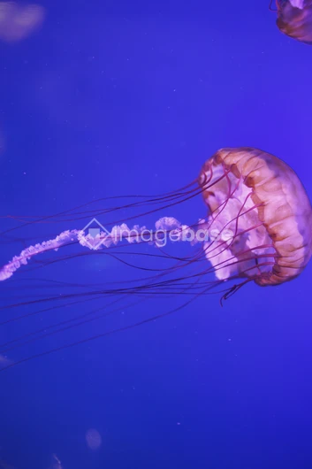 Graceful Jellyfish Underwater
