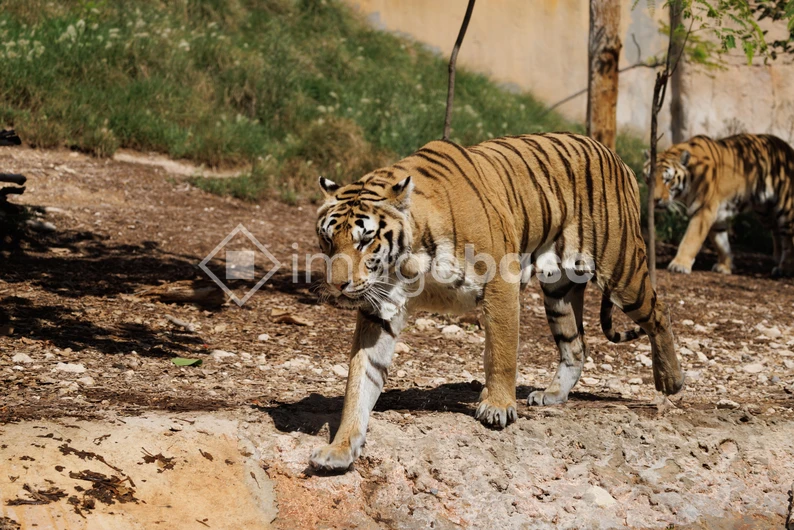 Majestic Tigers in Their Habitat