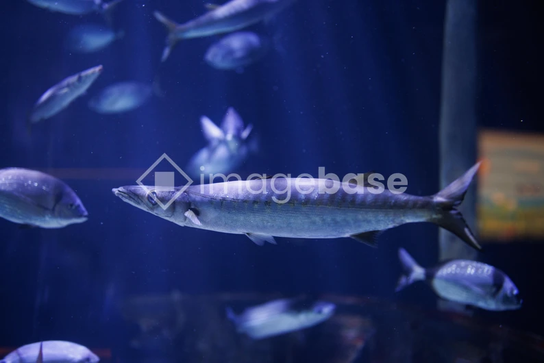 Underwater Fish Scene