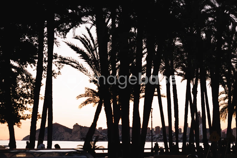 Sunset through Palm Trees