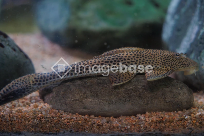 Spotted Fish on Rock