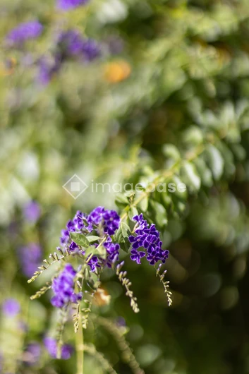 Vibrant Purple Flowers
