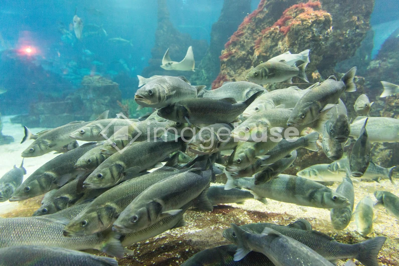 Underwater School of Fish