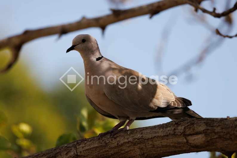 Dove on a Branch