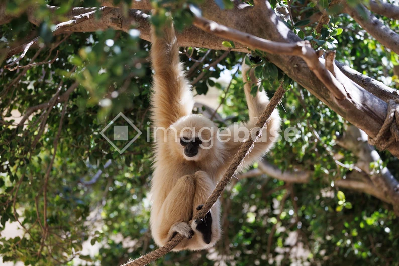 Gibbon in the Canopy