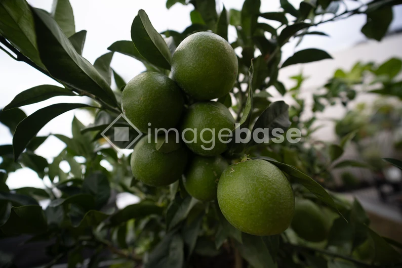 Cluster of Green Citrus Fruits
