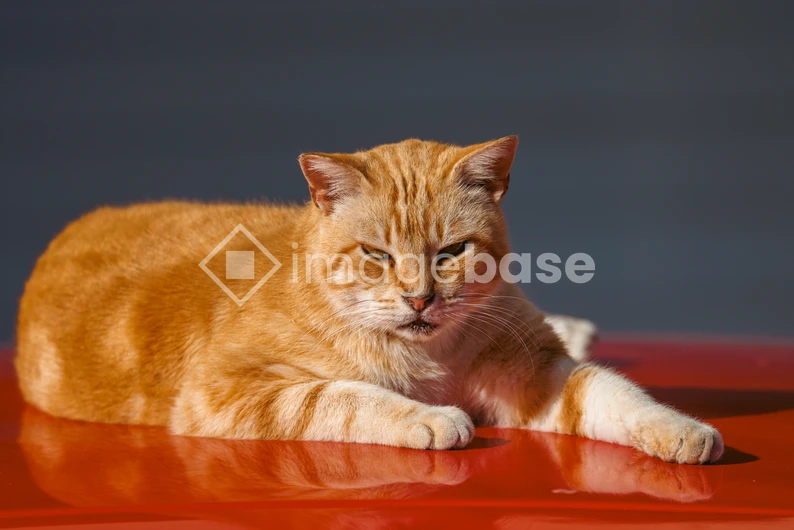 Relaxed Ginger Cat
