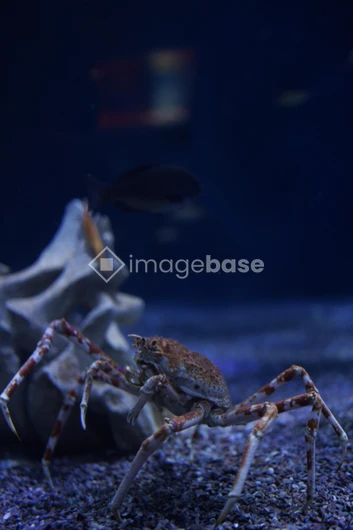 Crab in Aquarium