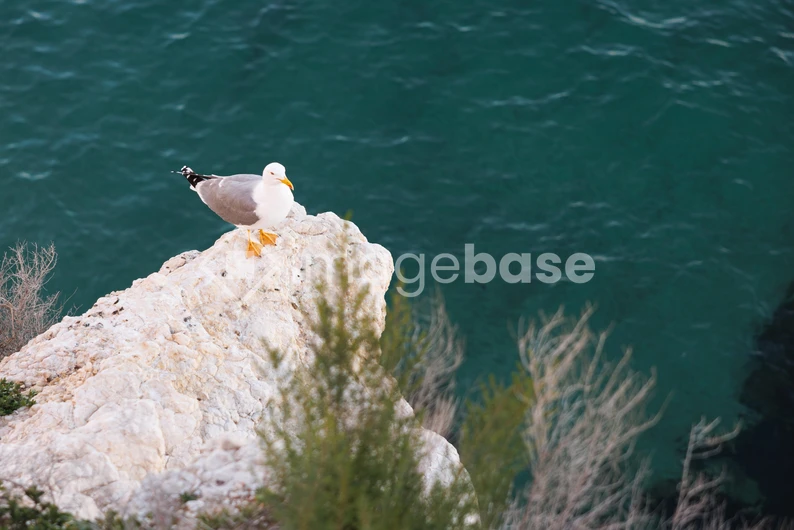 Seagull on a Cliff