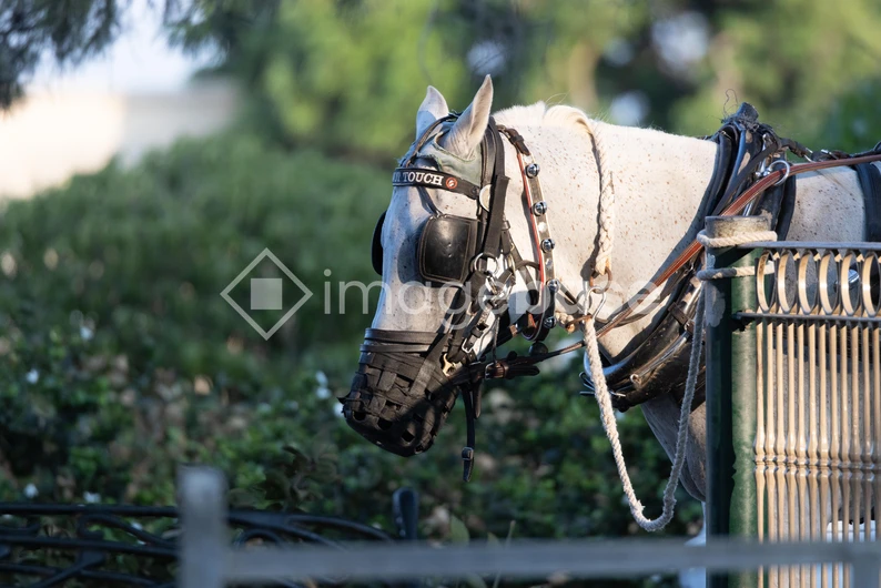 Decorated Horse in Harness
