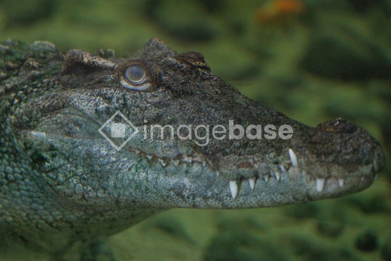 Crocodile Close-Up