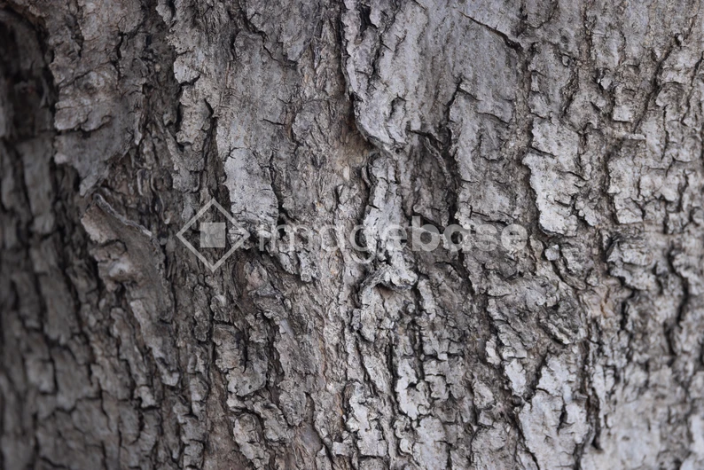 Close-up of Tree Bark
