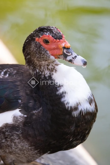 Portrait of a Muscovy Duck
