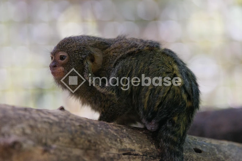 Marmoset on a Branch