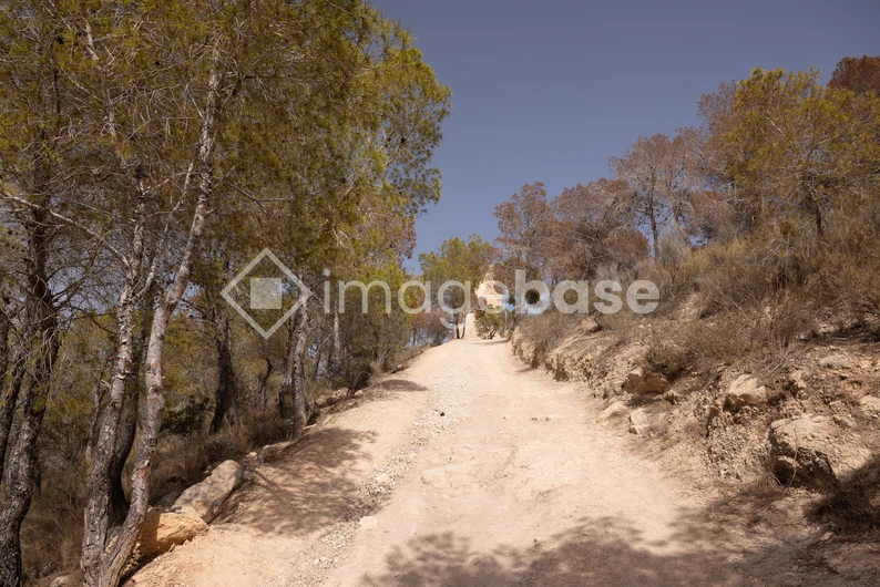 Secluded Forest Pathway