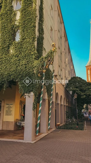 Ivy-Clad Building on Sunny Street