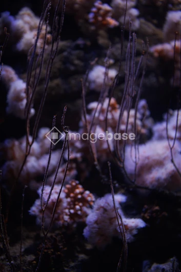 Underwater Coral View