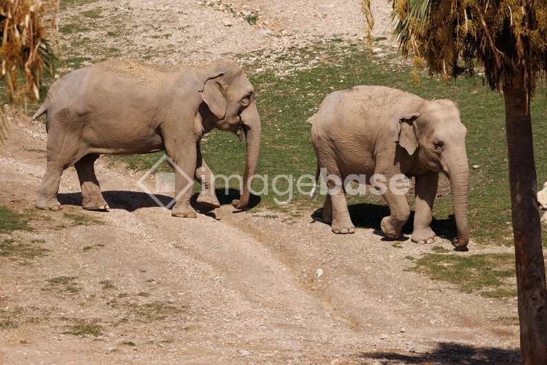Elephants Strolling