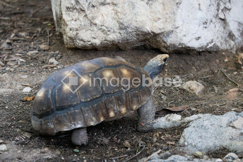 Tortoise in Natural Habitat