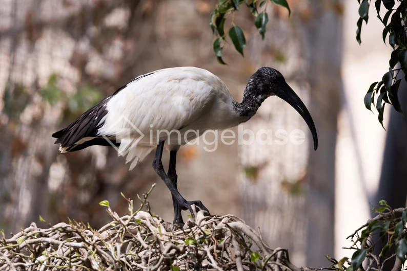 Black-headed Ibis on Branch