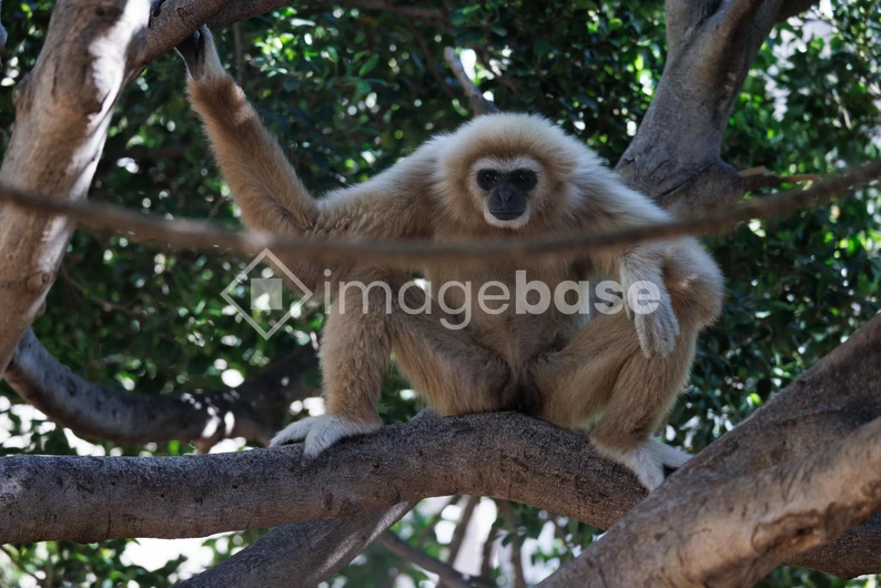 Gibbon in Natural Habitat