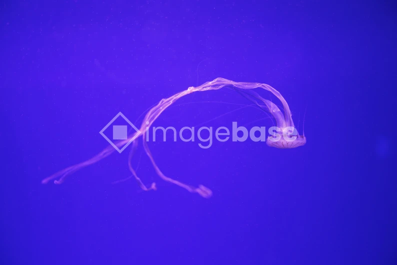 Ethereal Jellyfish in Ocean Blue