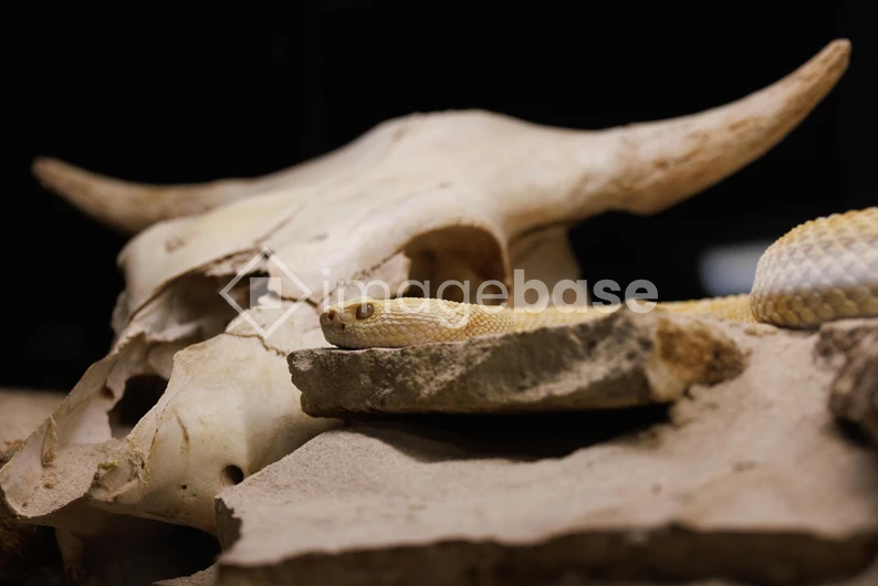 Desert Scene with Snake and Skull