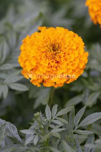 Vibrant Marigold Flower