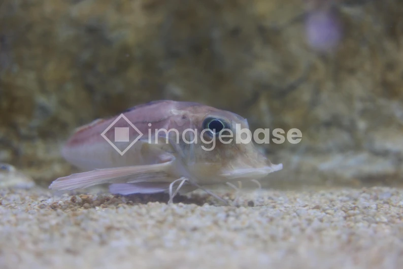 Aquatic Life Close-Up