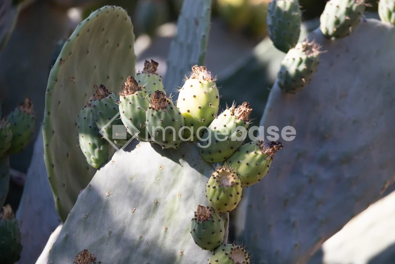 Sunlit Cactus