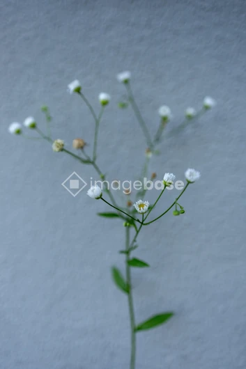 Delicate White Flowers