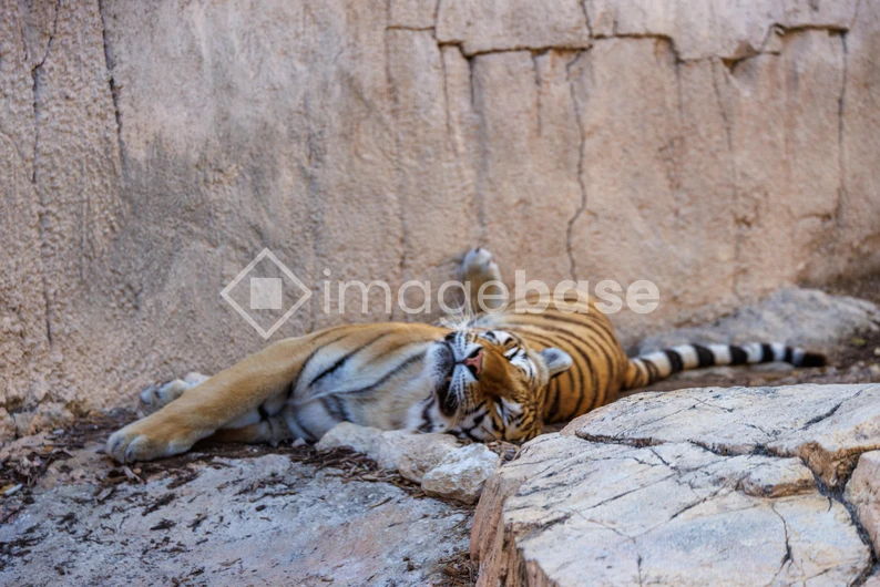 Resting Tiger