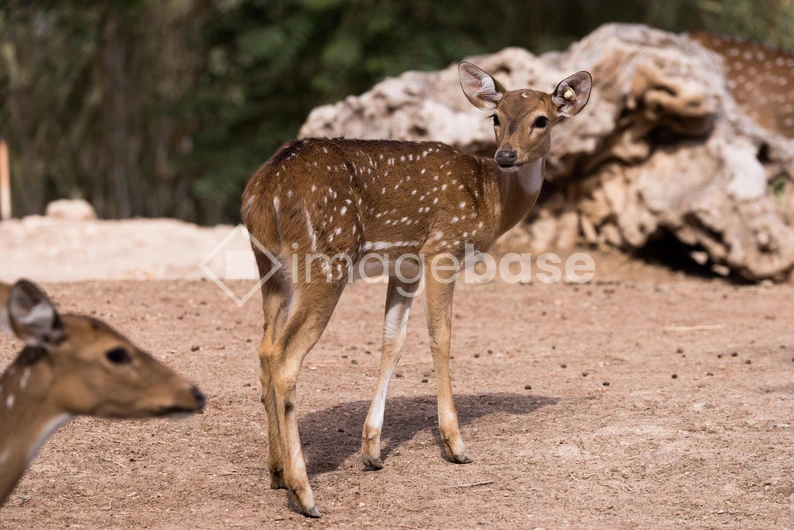 Spotted Deer in Natural Habitat