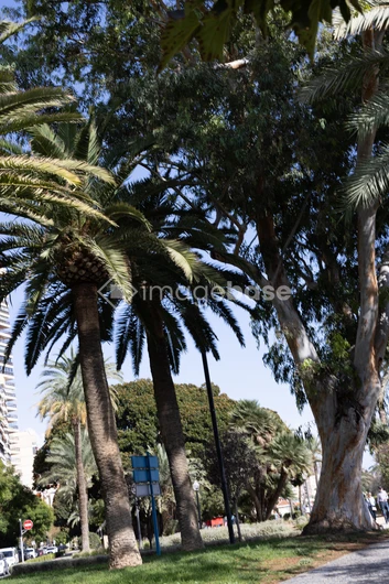 City Park Vibe