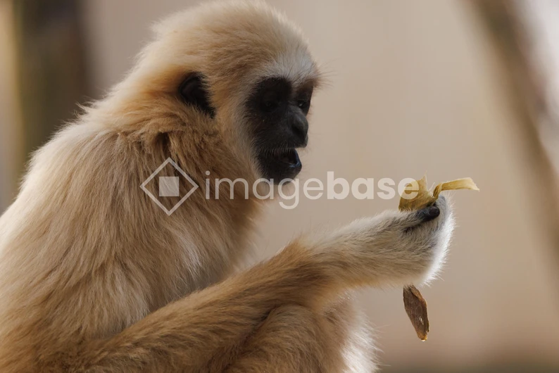 Monkey with a Leaf
