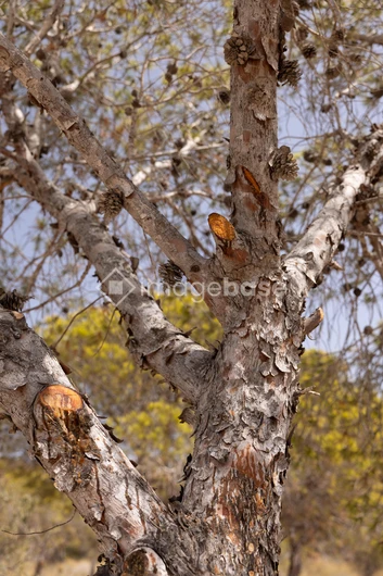 Textured Tree Bark