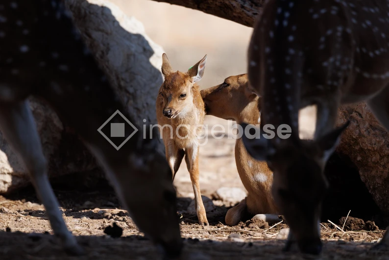 Tender Moments in the Wild