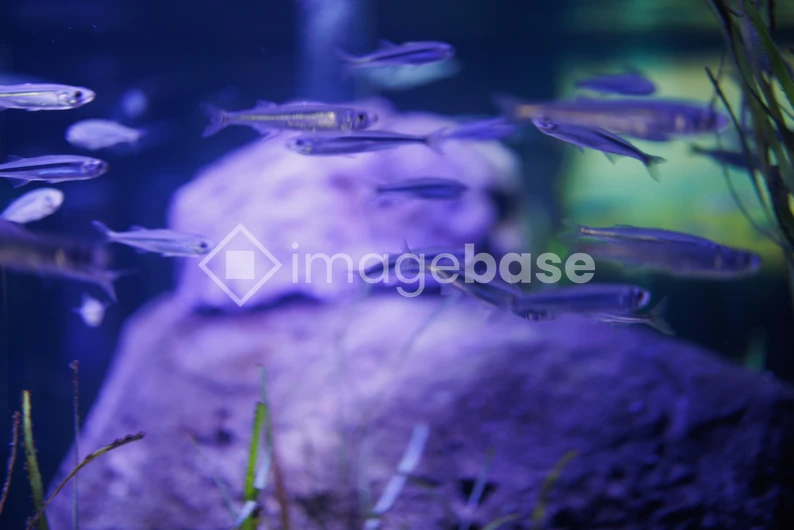 Underwater Harmony