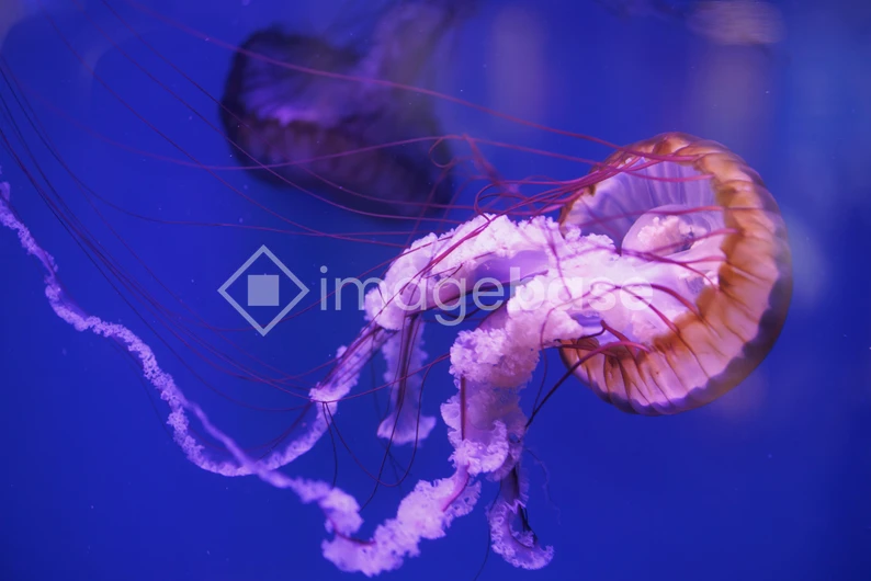 Mesmerizing Jellyfish