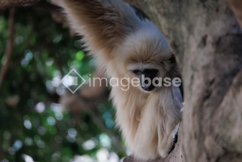 Gibbon in the Trees