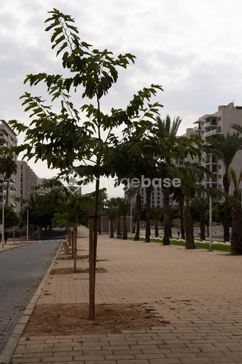 Urban Tree Lined Pathway