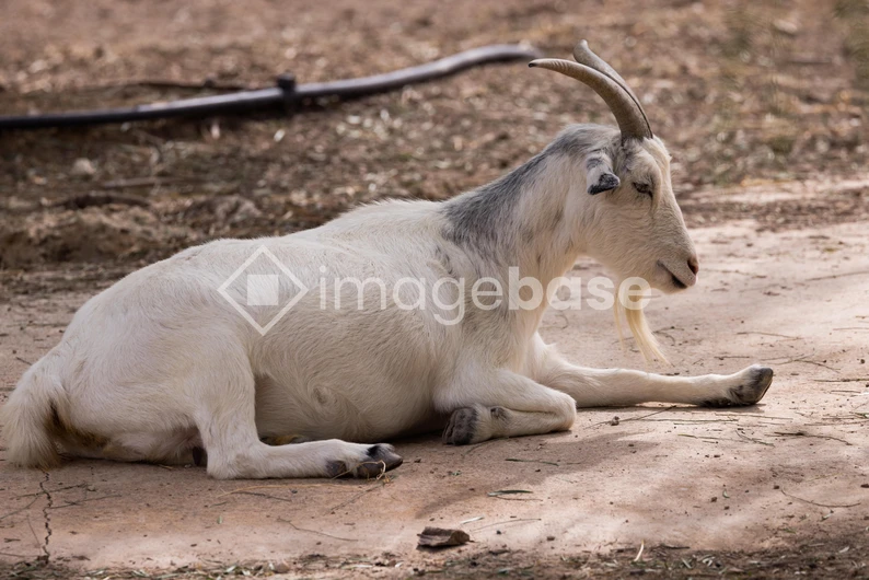 Resting Goat on Dirt Path