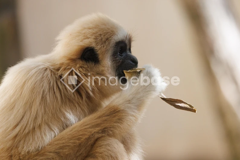 Ape Eating a Leaf