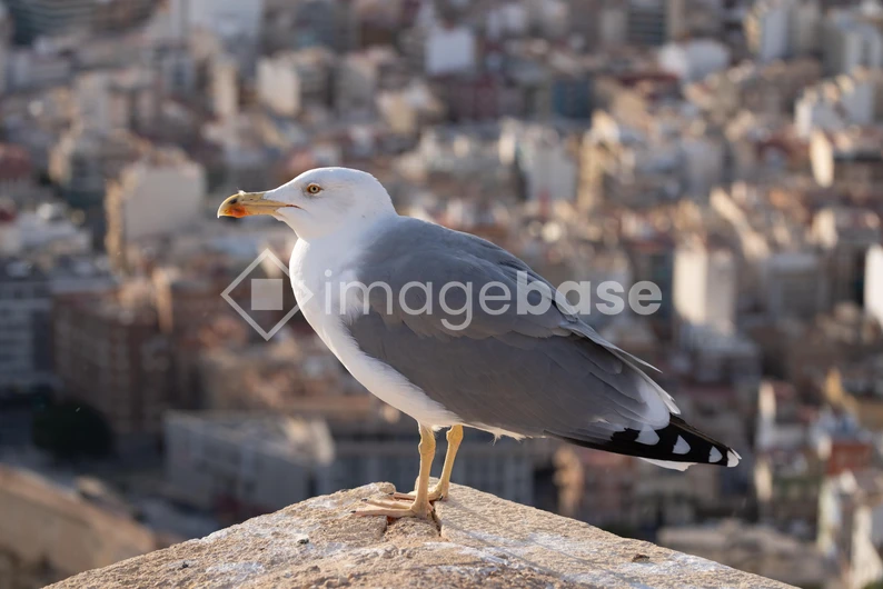 Seagull Overlooking Cityscape