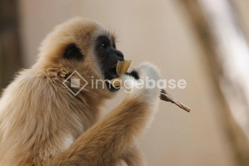 Monkey Eating