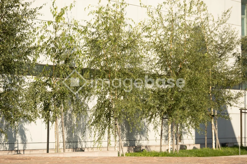 Row of Trees Against Building