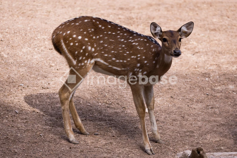Spotted Deer in Natural Habitat